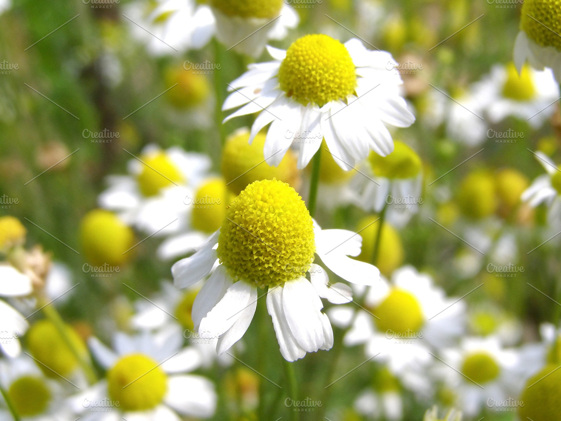 Chamomile flowers containing chamomile, flower, and flowers