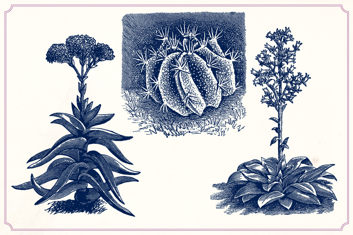 Vintage Cacti and Succulents, an Object Illustration by Mr Vintage (Photo 10 of 11)