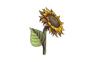 Sunflowers. Hand Drawn Wildflower