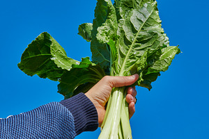 a man raises a bunch of wild swiss chard outdoors, a Photo by Nito