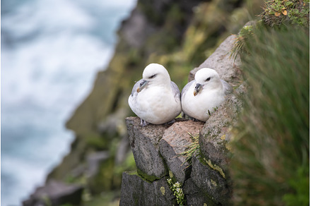 Couple of Northern Fulmar, Fulmarus, an Animal Photo by Nature and travel