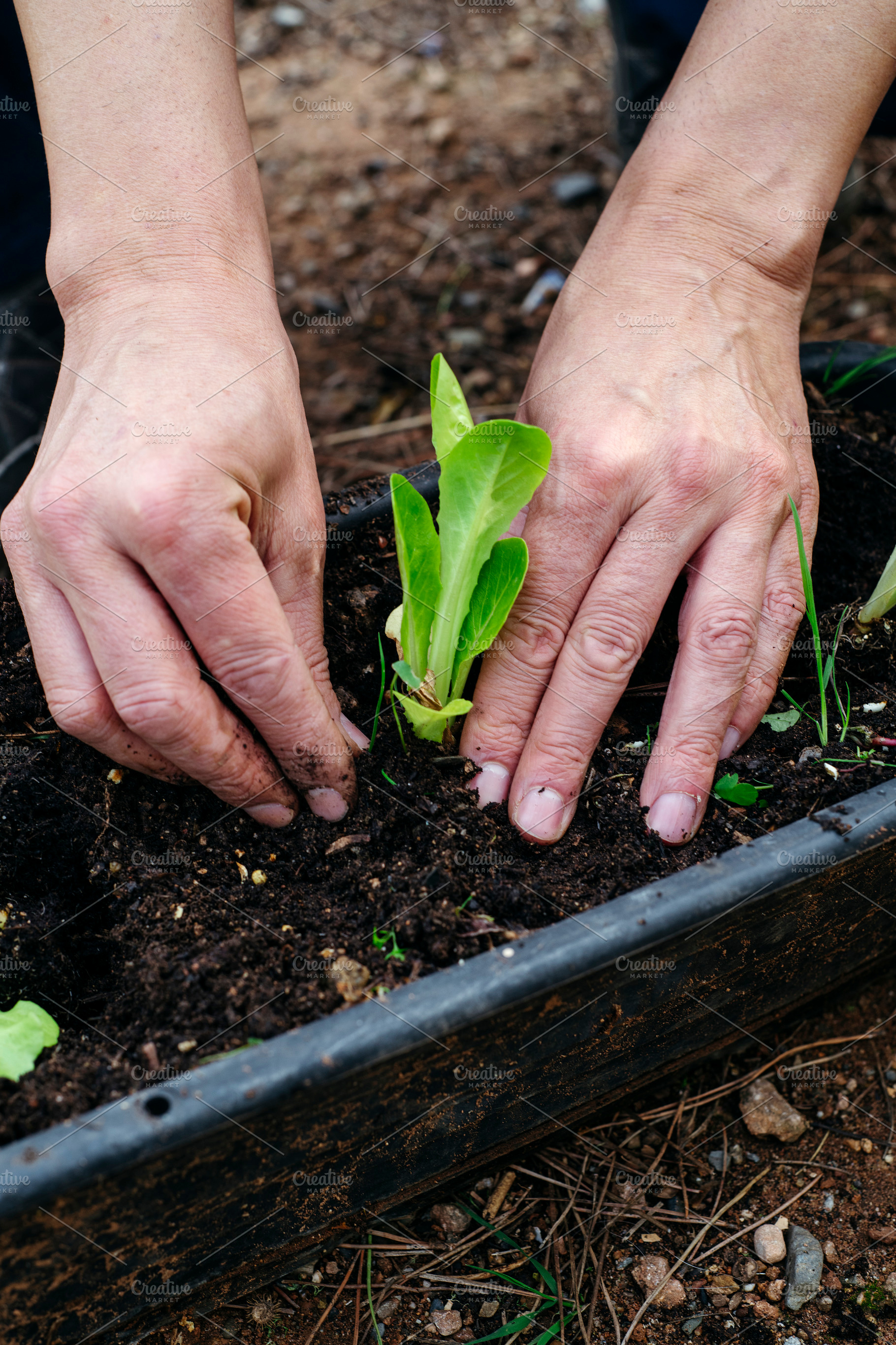 man shaping soil around a young lettuce plant, a Photo by Nito