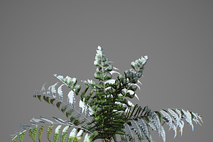 Alsophila Fern Young LOW