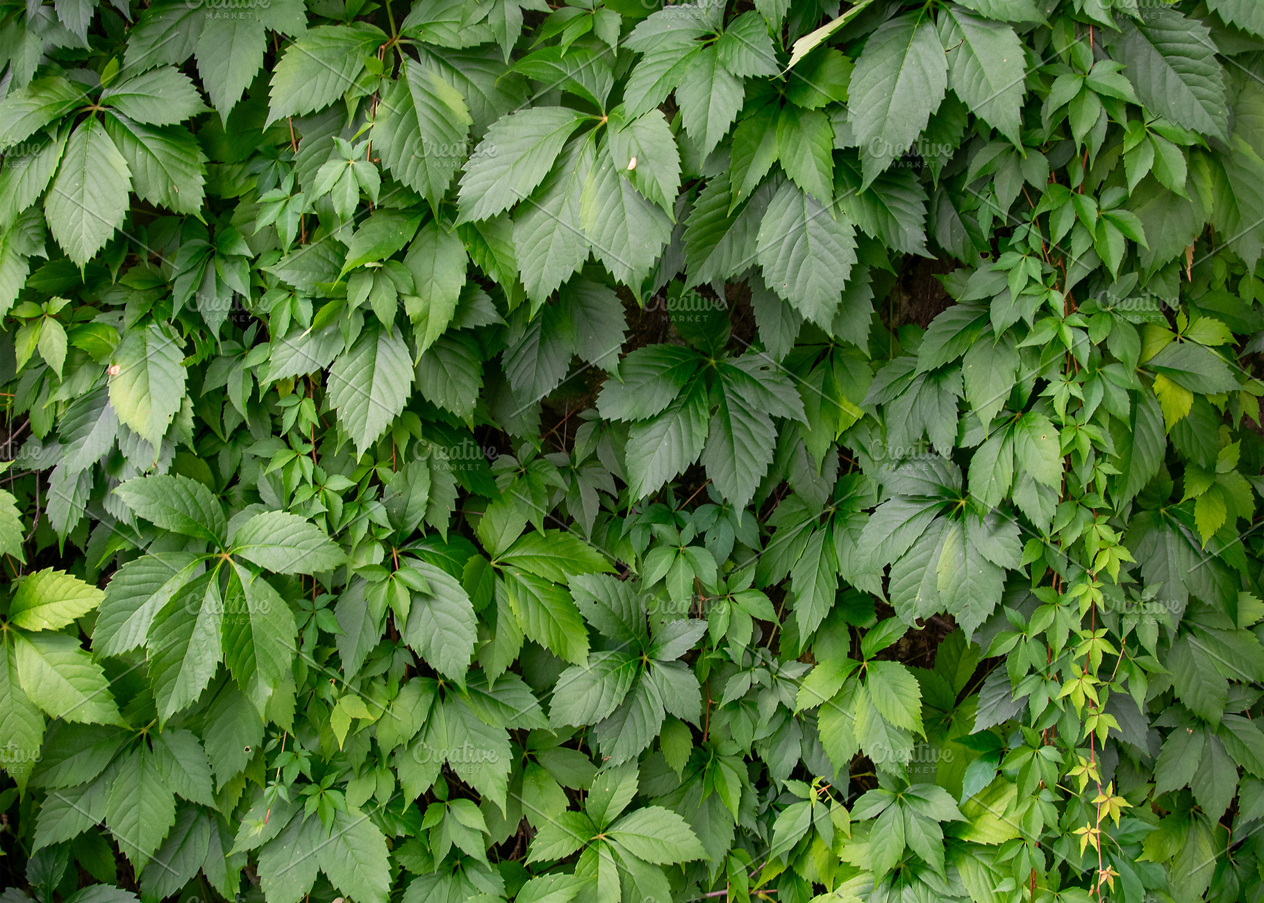 Textured wall covered with dense green ivy, an Animal Photo by DanFLCreativo