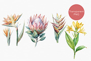 Tropical rainforest clip art set, a Seasonal Illustration by FleurArt (Thumbnail 3 of 12)