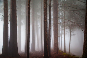 Misty Redwood Wilderness