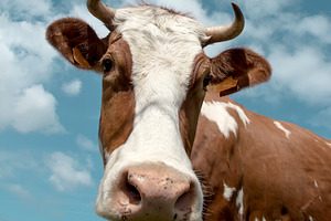 Cow featuring agriculture, animal, and background