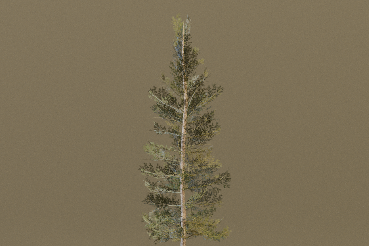 The Lodgepole Pine Tree, a Plants & Tree 3D Model by FuturePastCreatives (Photo 6 of 6)
