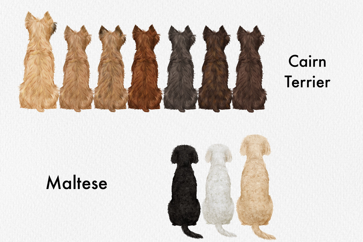 Watercolor Small Dog Breeds Vol 2, an Animal Illustration by ColorfulPT (Photo 3 of 8)