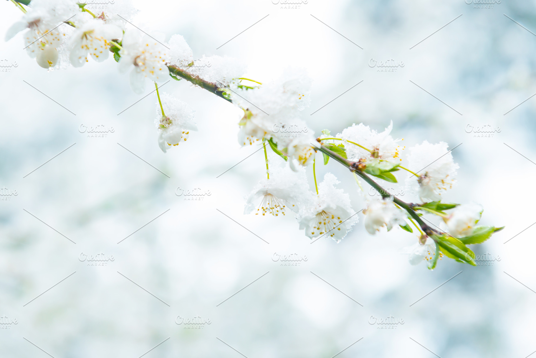 White flowers of branch cherry tree, a Nature Photo by Vapi