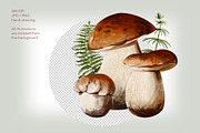 Mushrooms watercolor clip art, a Seasonal Illustration by Alena Sid (Thumbnail 3 of 13)