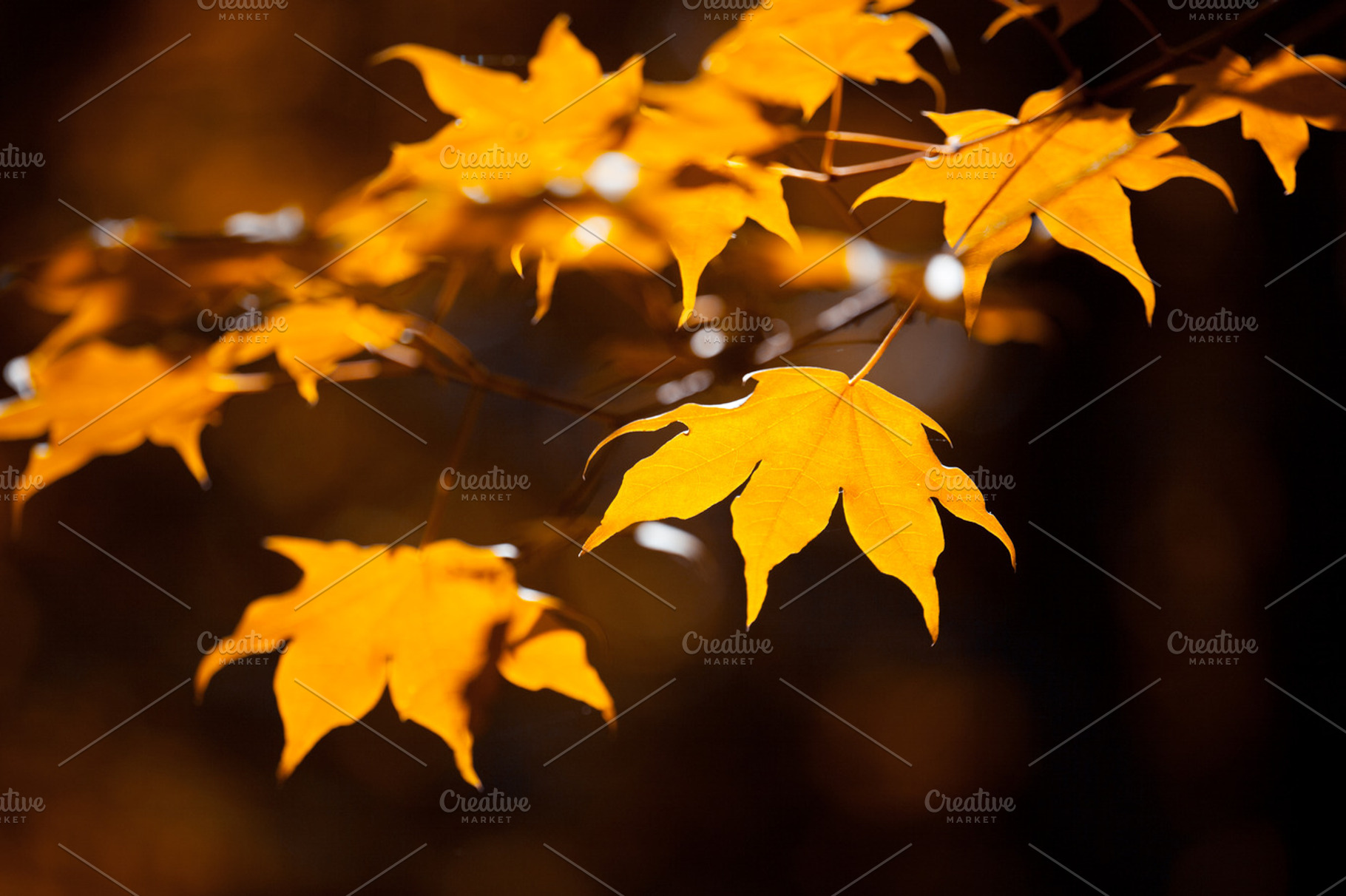Autumnal leaves containing autumn, a Nature Photo by Vector Tradition