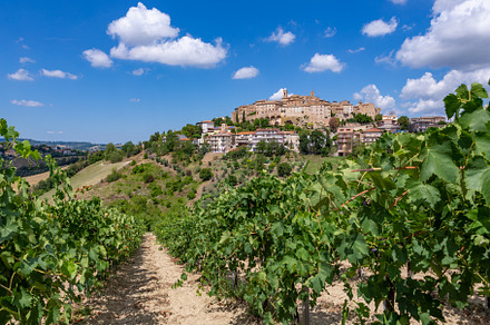 View from a Cossignano vineyard, a Holiday Photo by misign