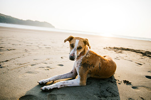 Animals. Dog