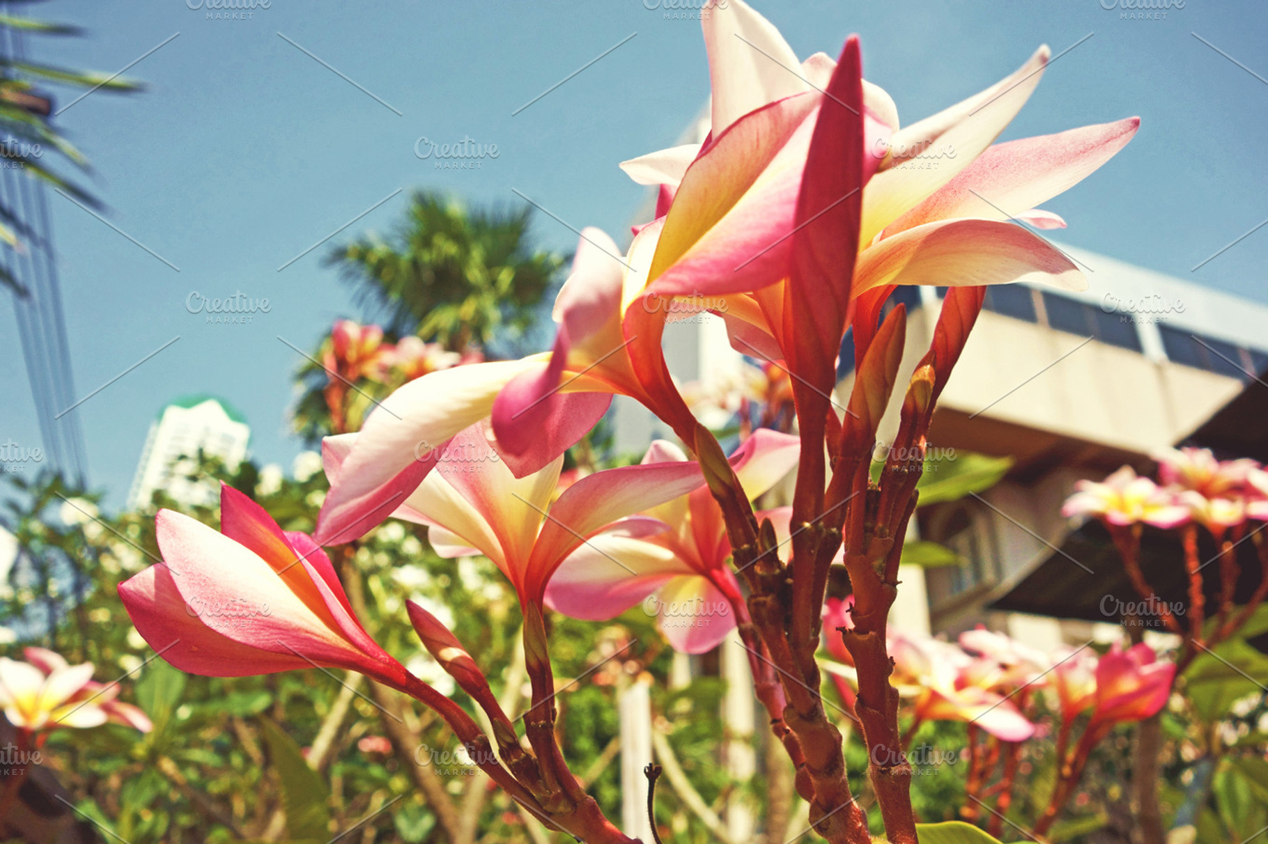 Tropical flowers containing sunny, summer, and flowers