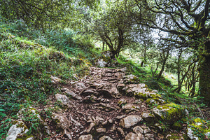 Rocky forest hiking trail, a Nature Photo by SkyNext