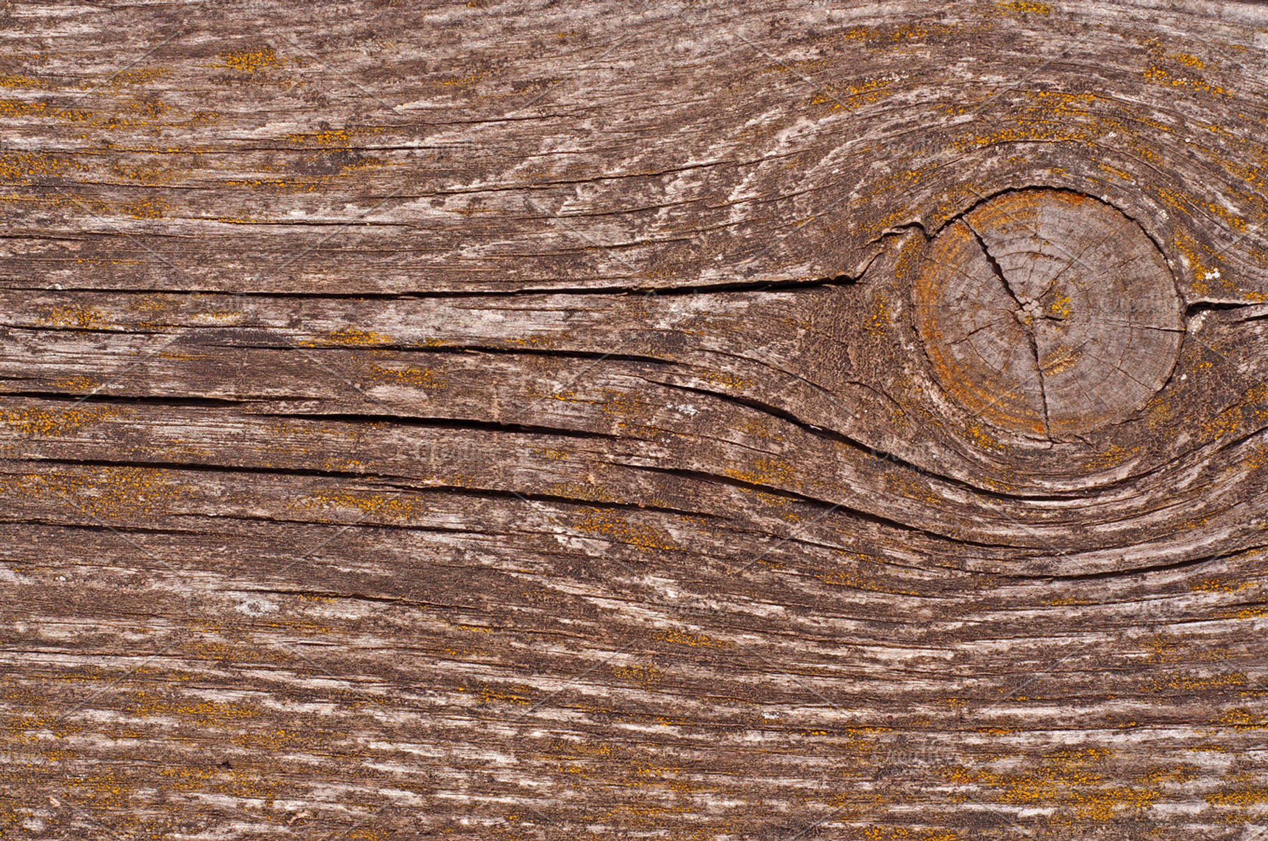 Dry Wood With Knot