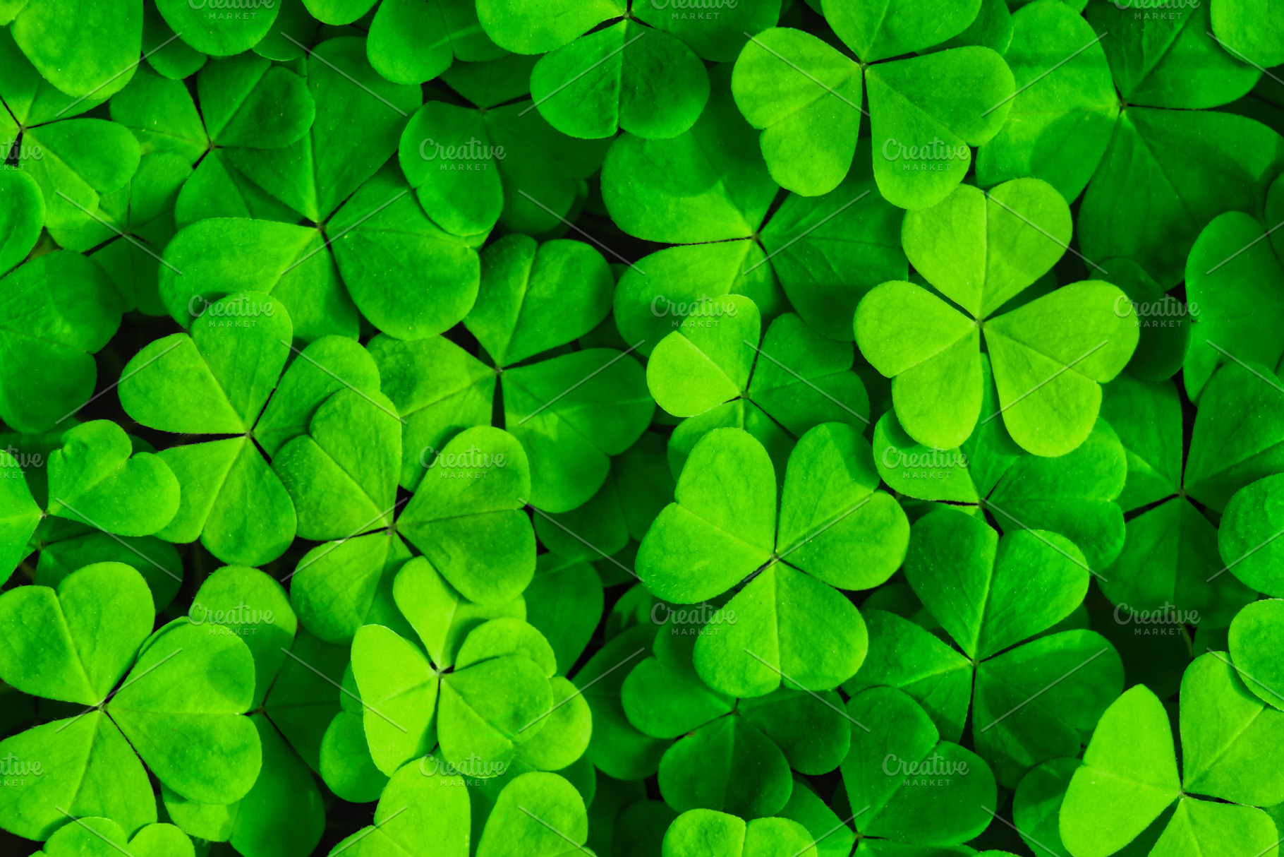 Green clover leaves illuminated by bright sunlight. Fresh shamrock foliage back, a Nature Photo by Eugene_Photo