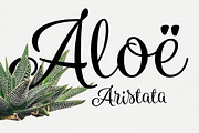 Blossoms INTRO SALE -45%, a Script Font by Fenotype (Thumbnail 7 of 10)