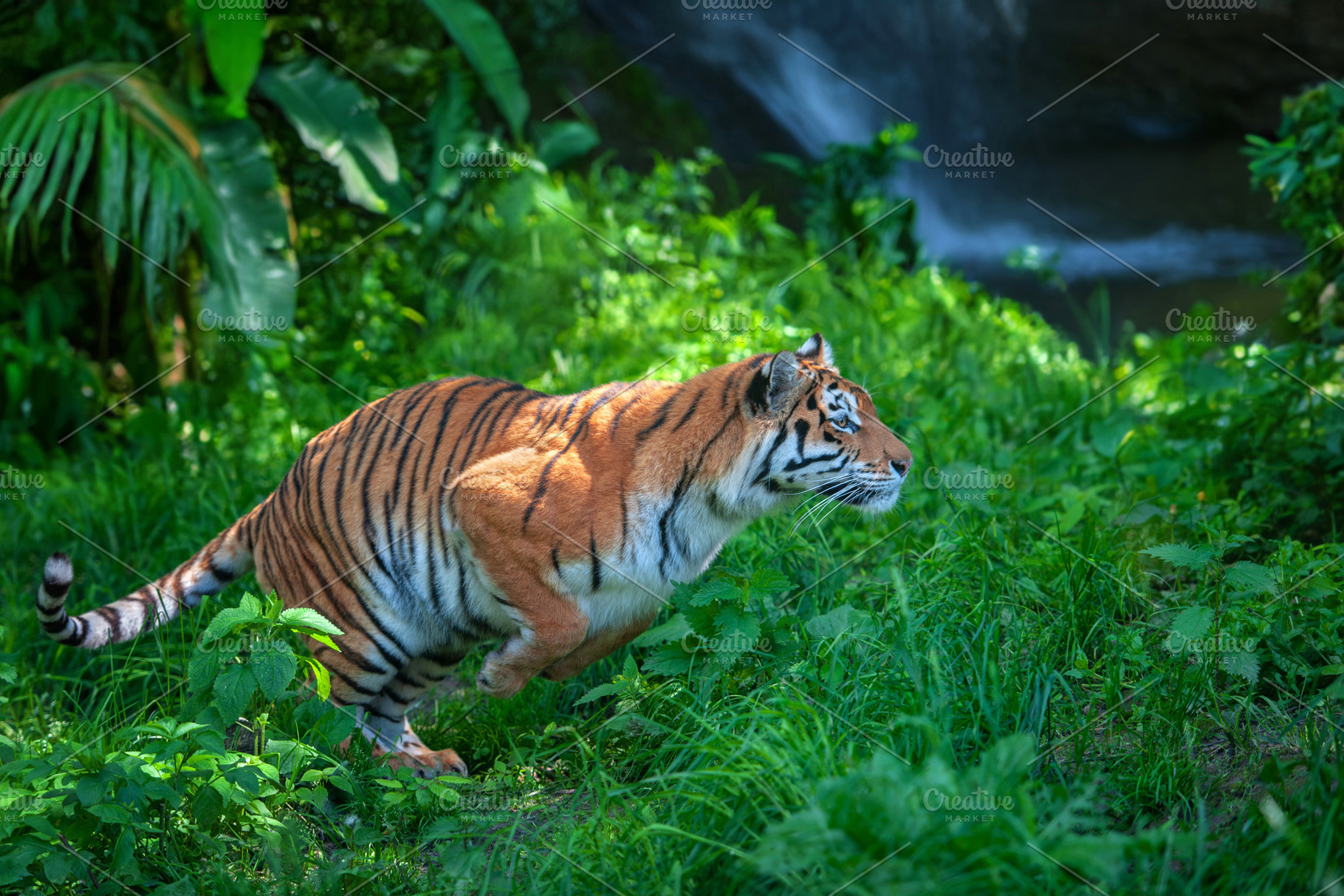 Tiger jump in jungle on waterfall background, wild animal in the, an Animal Photo by Byrdyak
