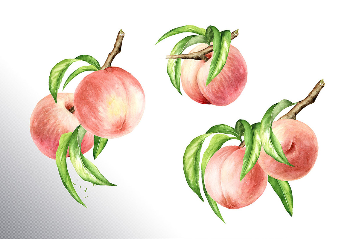 Ripe Peaches. Watercolor set, a Food Illustration by Daria Ustiugova (Photo 12 of 23)