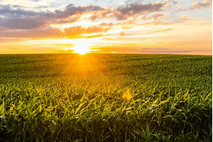 Vast green corn field at sunset with, an Industrial Photo by volodymyrshtun13795
