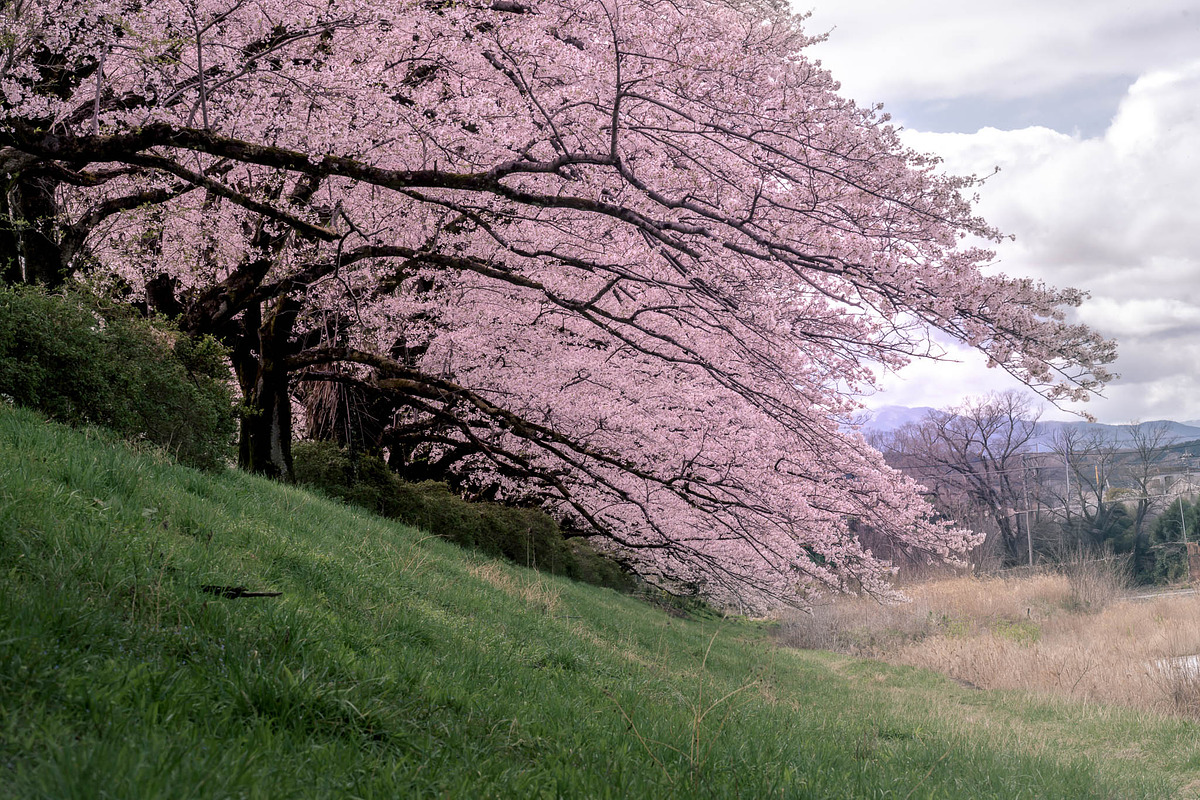 Cherry Blossom Landscape 5 Photos, a Nature Photo by Silent Nature (Photo 2 of 6)