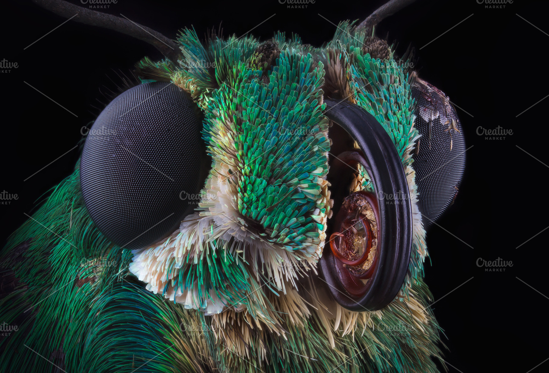 Green butterfly portrait, an Animal Photo by vmenshov