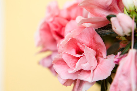 White and pink azaleas stock photo containing azalea and pink