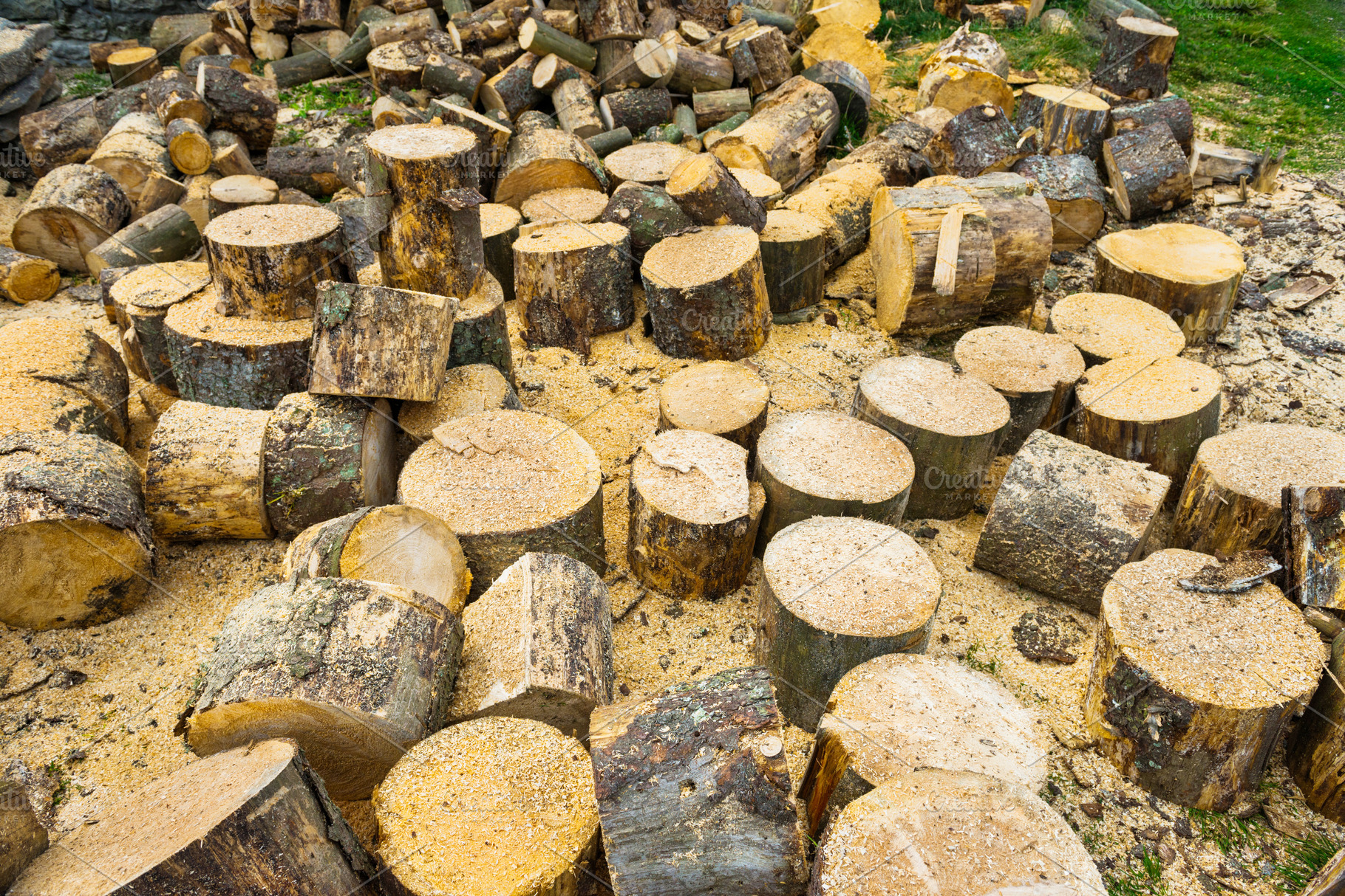 Wooden logs of oak tree, a Nature Photo by Vapi