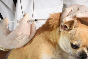 Veterinarian Vaccinating a Chihuahua During a Medical Examinatio, an Animal Photo by Davizro's Market