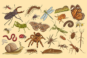 Insects Illustrations