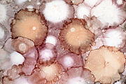 alcohol ink art., an Abstract Photo by zsofiapeto (Thumbnail 2 of 2)