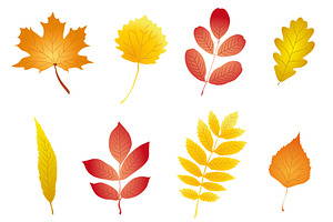 Colorful And Nice Autumn Leaves Set