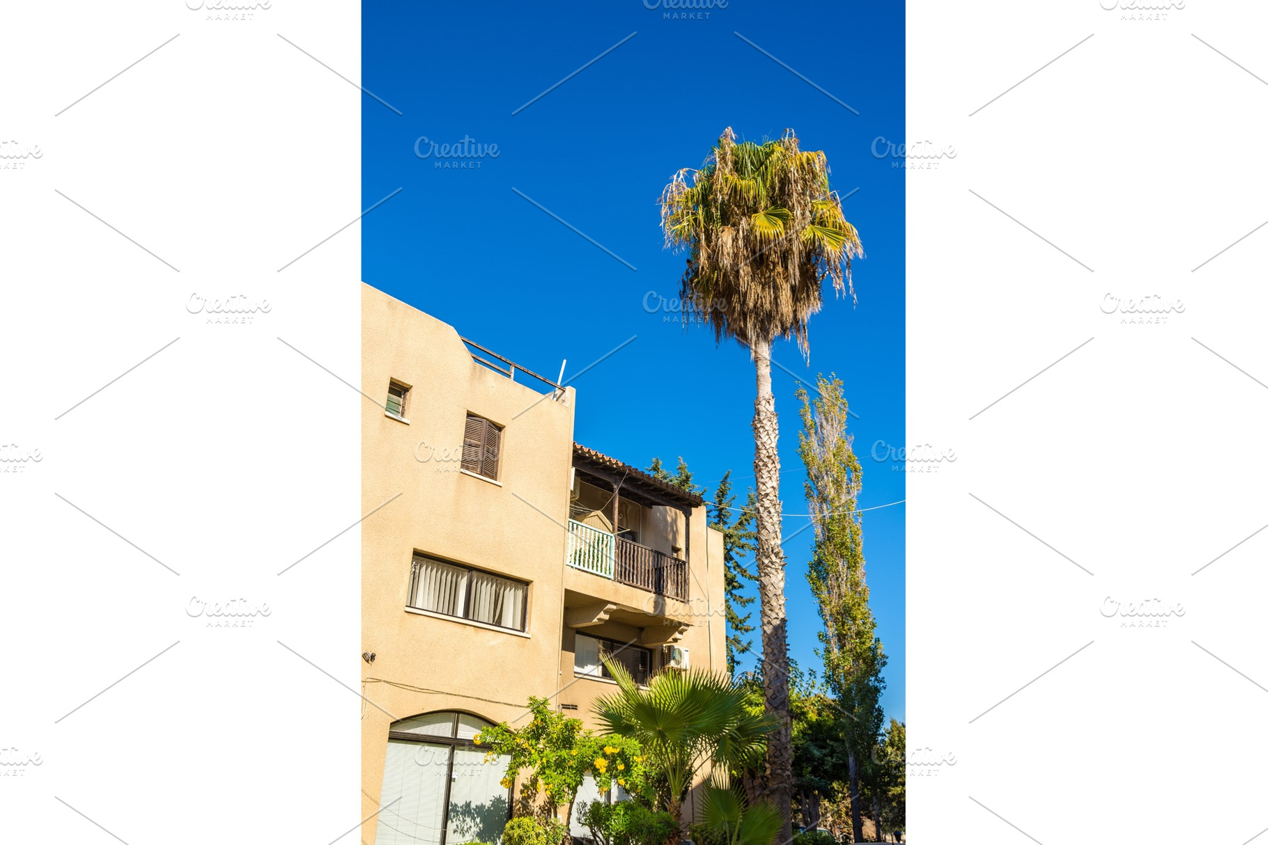 Typical flora in the city of Paphos - Cyprus, an Architecture Photo by Leonid Andronov