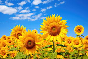 Sunflower field over cloudy blue sky, a Photo by Iftikhar Alam