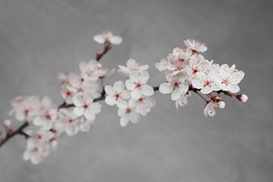 hawthorn blossom