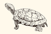 Hand Drawn Animals, an Animal Illustration by Artspace (Thumbnail 6 of 6)
