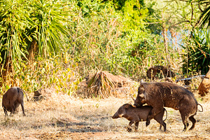 Mating Warthogs in Wild, an Animal Photo by THP Creative