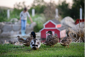 Ducks, or gooses next to a pond on, an Animal Photo by HalfPoint