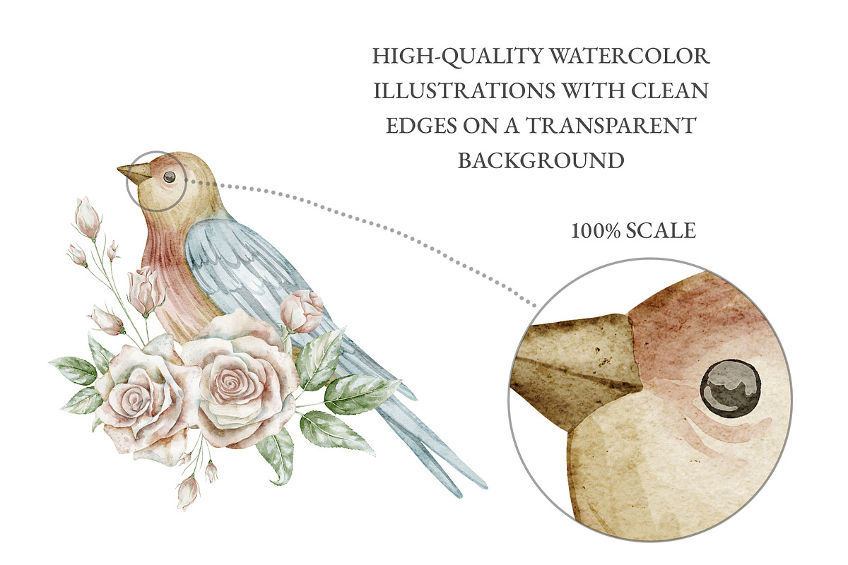 Vintage Watercolor Clipart Bundle, a Decorative Illustration by Alisles (Photo 10 of 12)