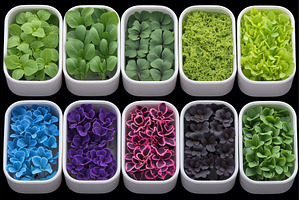 Methods for cultivating nutritious, a Food & Drink Photo by ZinetroN