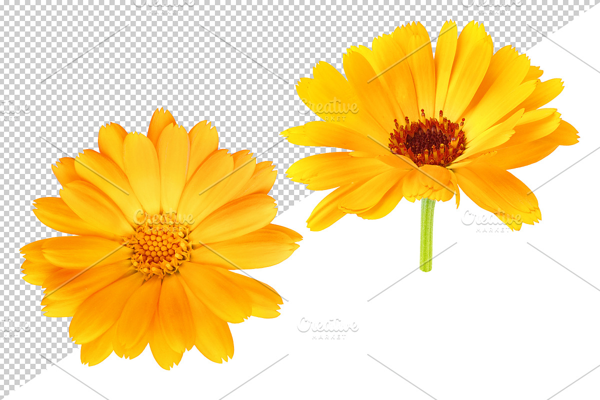 Calendula (marigold) flowers, an Object Graphic by Fruits+Veggies (Photo 3 of 4)
