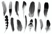 Feather Photoshop brushes preview 2