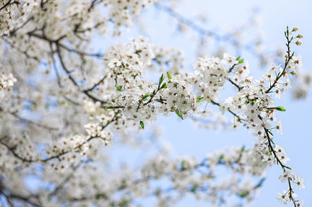 White cherry blossom in spring time, a Nature Photo by LanaSweet