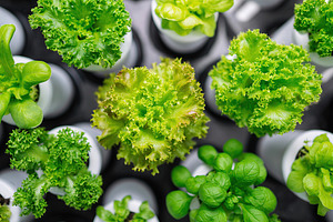 Fresh green lettuce varieties thrive in a modern hydroponic garden setup in urb, a Photo by AlyaAnd