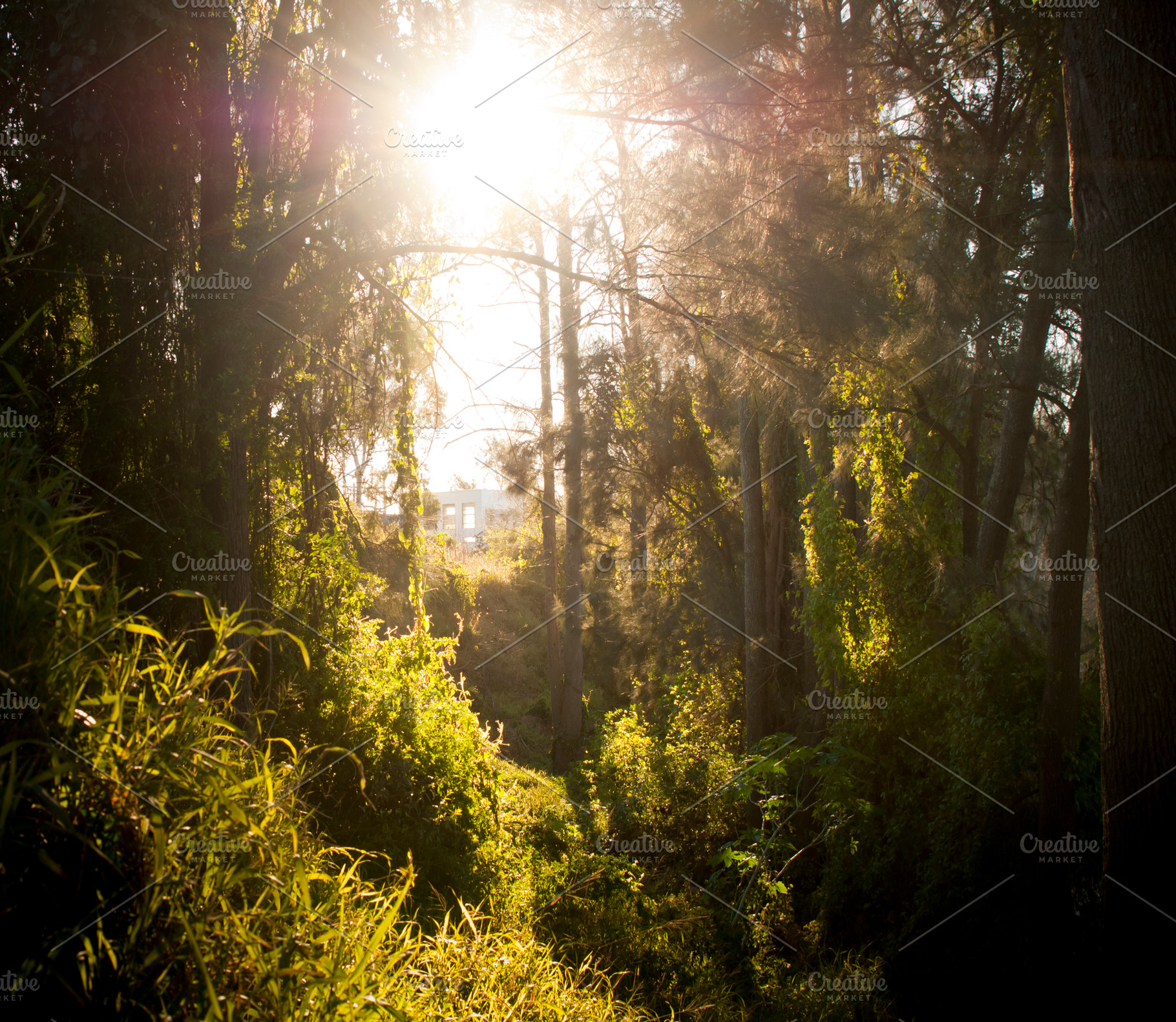 Fantasy Forest, a Nature Photo by THP Creative