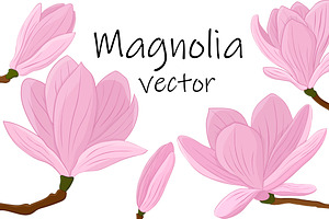 Magnolia Vector. Magnolia Flower