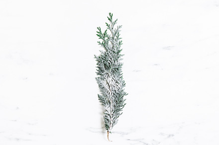 Christmas tree branch containing christmas, fir, and minimal, a Holiday Photo by Flaffy