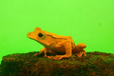 Wallace's flying frog, frogs, tree f